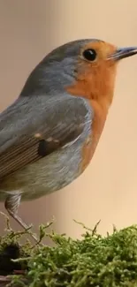 Charming robin perched on lush green moss, vibrant orange and grey feathers.