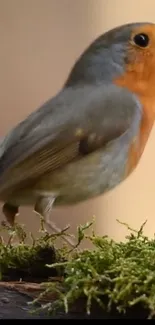 Robin perched on mossy branch with blurred background.