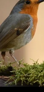 Robin perched on mossy branch against light beige background.