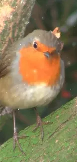 Robin perched on a moss-covered branch, vibrant colors.