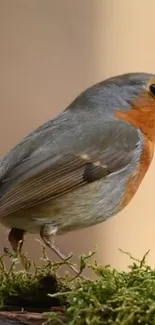 A charming robin on a mossy branch, with vibrant red and earthy tones.