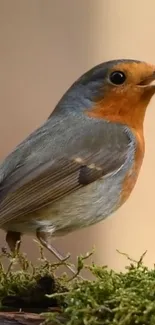 A robin perched on a mossy branch, holding a crumb.