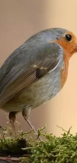 Charming robin perched on a mossy branch.