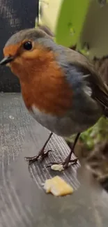 Robin on a rustic wooden bench with nature surroundings.