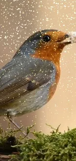 Charming robin on moss with golden glitter background.