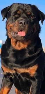 Rottweiler smiling at beach with vibrant colors.