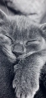 Adorable sleeping cat in soft gray blanket.