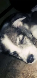 Cute fluffy puppy sleeping peacefully on floor.