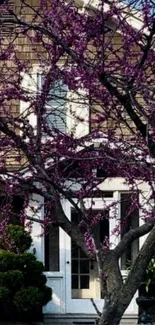 A blossoming tree and quaint house in spring.