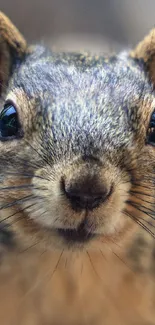 Close-up image of a squirrel with a detailed focus.