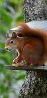 Red squirrel perched on tree, vibrant green background.