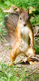 Curious squirrel stands alert on a vibrant forest floor.