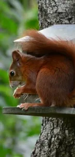 Reddish-brown squirrel perched on a tree.