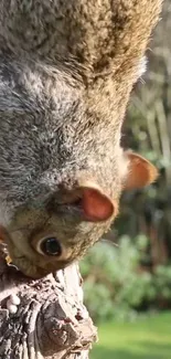 Close-up of a squirrel climbing a tree in a lush green forest.