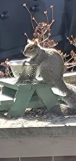 Squirrel sitting on a small green picnic bench, basking in the sunlight.