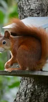 Squirrel perched on a tree in nature.