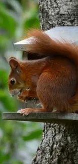 A charming red squirrel perched on a tree, showcasing vibrant wildlife.