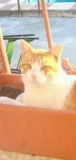 Sunlit cat lounging in a clay planter, enjoying a warm outdoor setting.