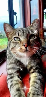 Tabby cat lounging by a window with a scenic view.