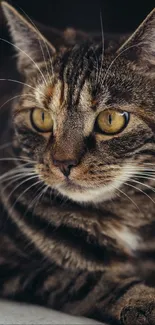 Close-up of a charming tabby cat with bright eyes in a detailed portrait.