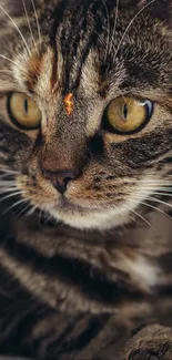 Close-up of a tabby cat with yellow-green eyes.