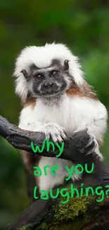 Tamarin monkey sitting on a branch with green background.