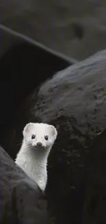 Charming weasel peeking out from rocks in a minimalist wallpaper.