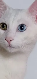 A charming white cat with heterochromia eyes against a soft background.