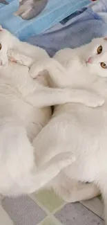 Two playful white cats cuddling peacefully on a patterned bed.