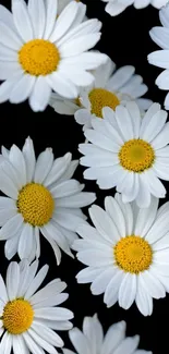 White daisies with yellow centers on a black background wallpaper.