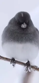 Gray bird perched on snowy branch in winter scene.