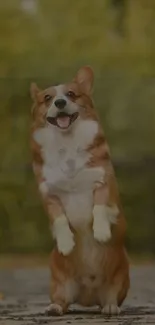 Cheerful corgi standing happily outdoors.