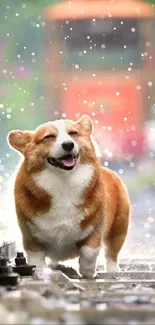 Joyful Corgi walking on rainy railway tracks.