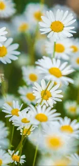 White daisies with yellow centers in a vibrant spring setting.