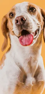 Joyful dog smiling on a bright orange background.