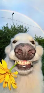 Smiling dog with yellow flower under a rainbow.