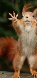 Cute squirrel spreading positivity on a log.