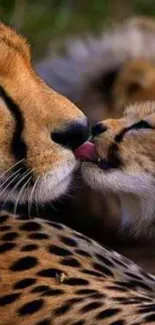 Cheetah and cub sharing a tender moment.