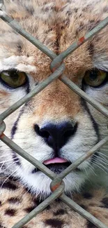 Cheetah face looking through a fence, capturing wild essence.