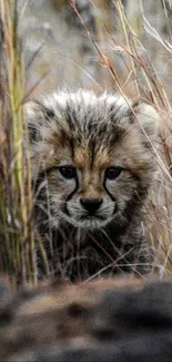 Cheetah cub peering through tall grass in a natural setting.