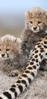 Cheetah cubs resting in natural habitat.