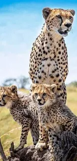 Cheetah family sits on a rock in the Serengeti, surrounded by grassy savanna.