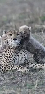 Cheetah lying with cubs in grassy field wallpaper.