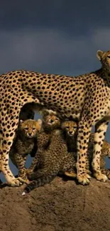 Cheetah family standing on a mound in the savanna with clear sky.