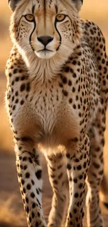 Cheetah posing in golden savannah setting.