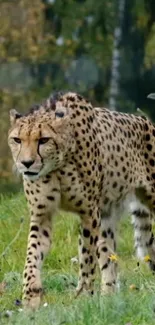 Cheetah walking in lush grassy field.