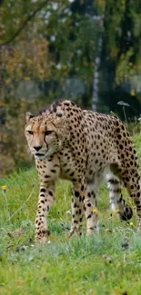 Cheetah walking in a green grassy field, showcasing wildlife beauty.