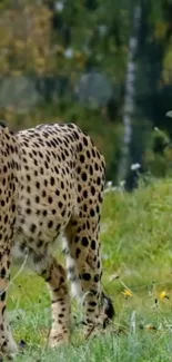 Majestic cheetah standing in a lush green field with a natural background.