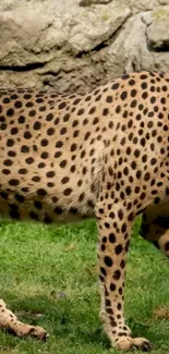 Cheetah strolling in a grassy field with rocks in the background.