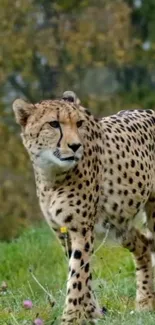 Majestic cheetah walking in lush green nature.